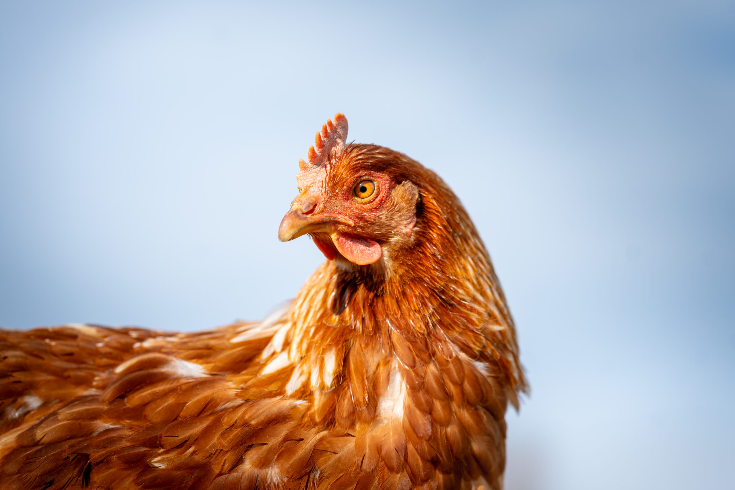 sanctuaire du chateau gaillard copyrihgt fairshot