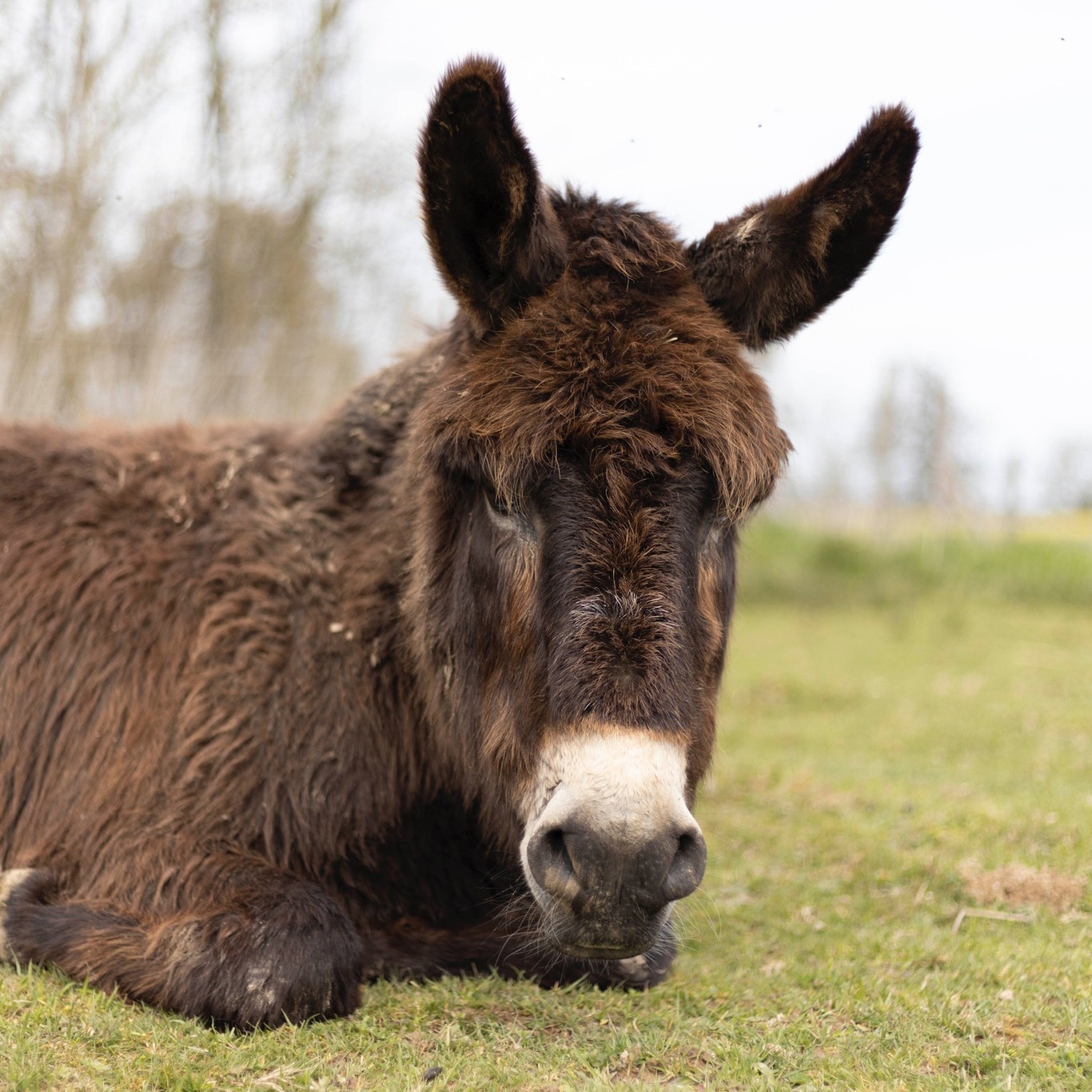 choupette l'eco refuge
