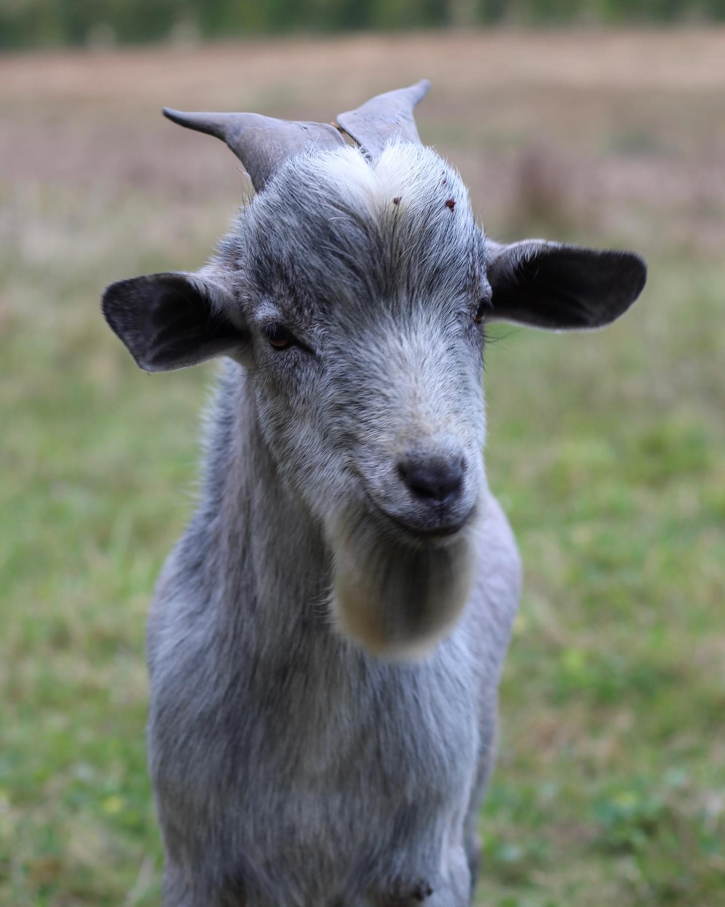 gribouille refuge la métairie